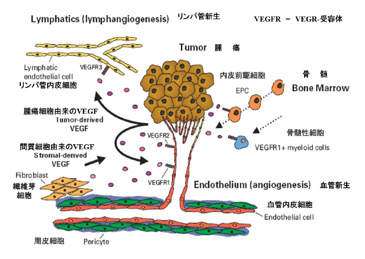 がんの増殖と転移にVEGF とその受容体の血管新生促進作用