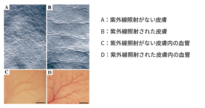 紫外線照射によるマウス皮膚シワの発生と血管新生の形成