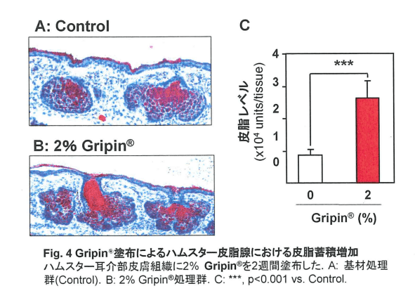 塗布によるハムスター皮脂腺における皮脂蓄積増加