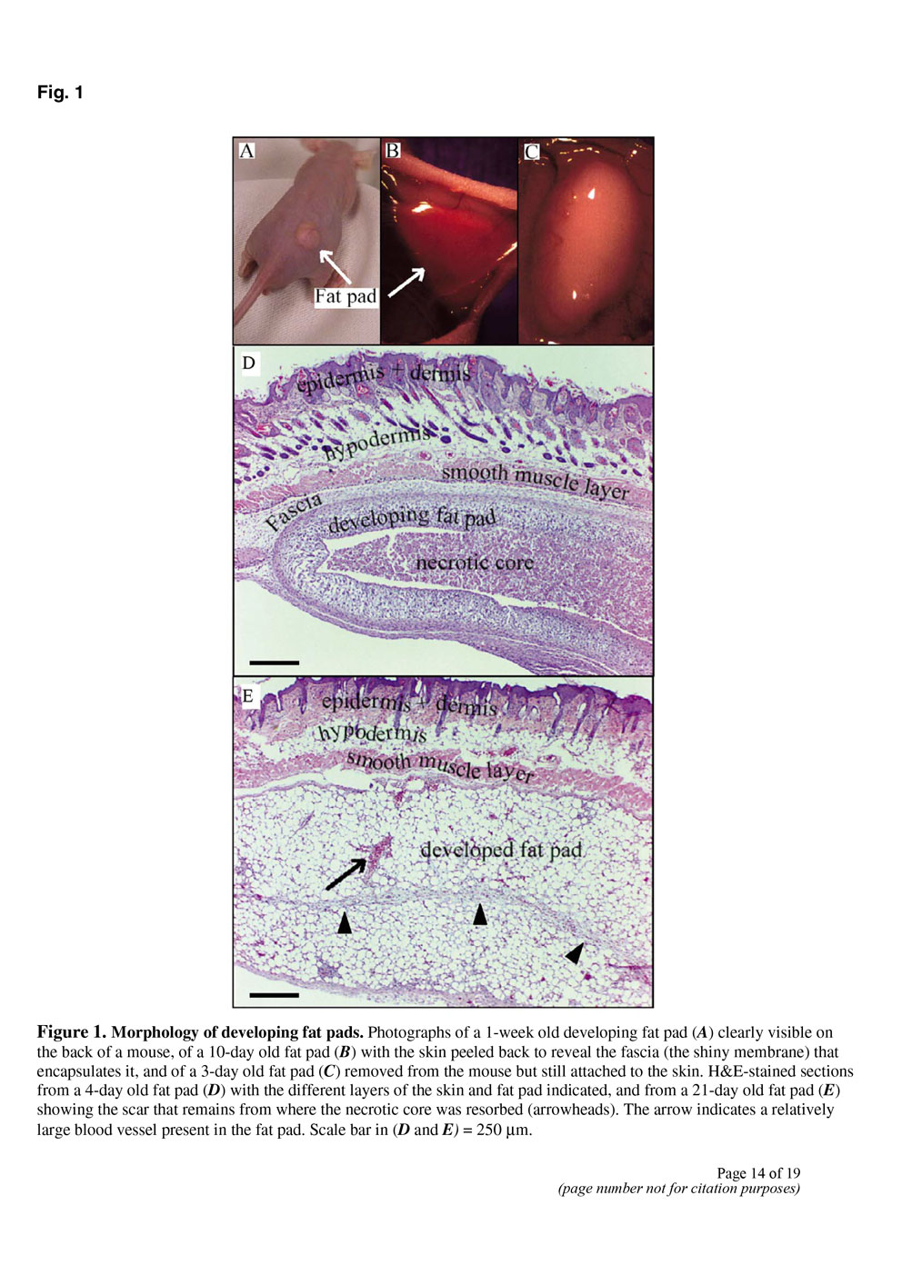 Angiogenesis in an in vivo model of adipose tissue development P14