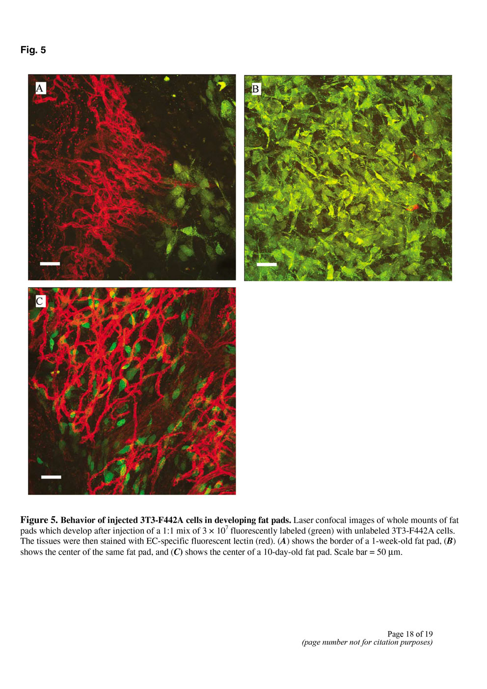 Angiogenesis in an in vivo model of adipose tissue development P18