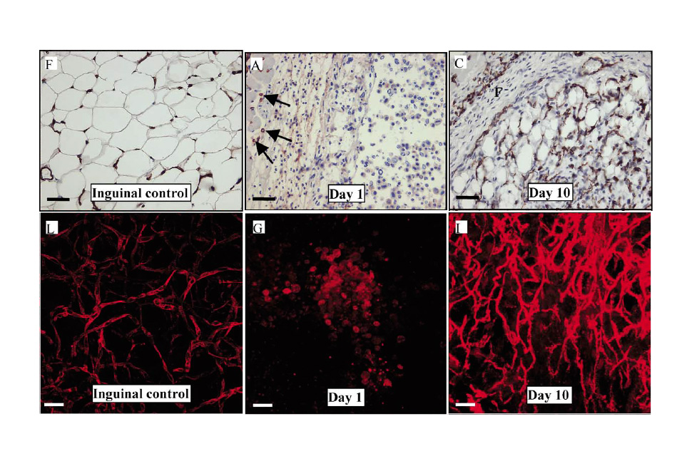 Angiogenesis in an in vivo model of adipose tissue development